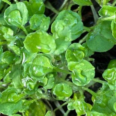 Stuartina muelleri (Spoon Cudweed) at Fentons Creek, VIC - 1 Aug 2022 by KL