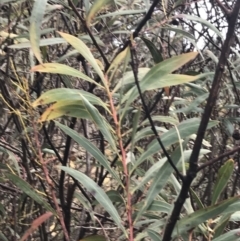 Acacia rubida (Red-stemmed Wattle, Red-leaved Wattle) at Cotter River, ACT - 24 Jul 2022 by Tapirlord