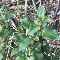 Coprosma hirtella (Currant Bush) at Cotter River, ACT - 23 Jul 2022 by Tapirlord