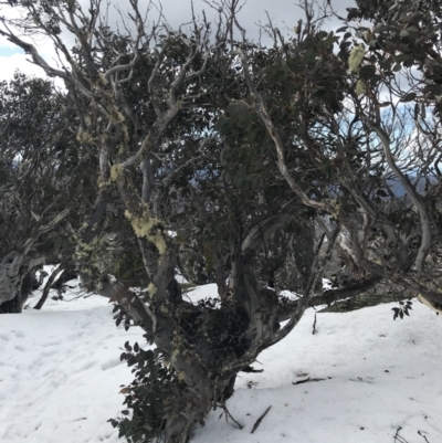 Eucalyptus pauciflora subsp. debeuzevillei (A Snow Gum) at Cotter River, ACT - 24 Jul 2022 by Tapirlord