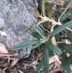 Olearia megalophylla at Cotter River, ACT - 24 Jul 2022