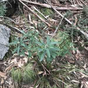 Olearia megalophylla at Cotter River, ACT - 24 Jul 2022