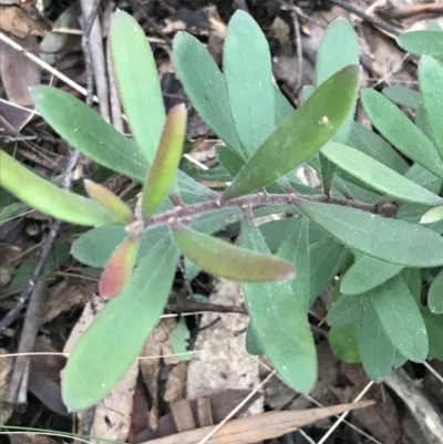 Persoonia subvelutina (Velvety Geebung) at Cotter River, ACT - 24 Jul 2022 by Tapirlord