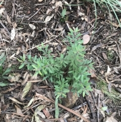 Persoonia subvelutina at Namadgi National Park - 24 Jul 2022