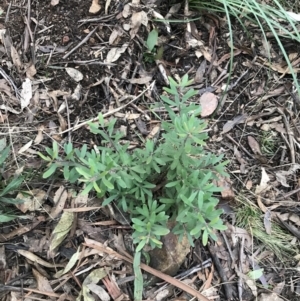 Persoonia subvelutina at Namadgi National Park - 24 Jul 2022