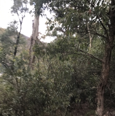 Eucalyptus radiata subsp. robertsonii (Robertson's Peppermint) at Cotter River, ACT - 24 Jul 2022 by Tapirlord