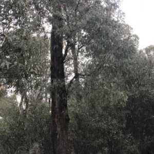 Eucalyptus radiata subsp. robertsonii at Cotter River, ACT - 24 Jul 2022