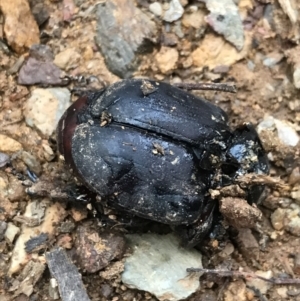 Safrina jugularis at Cotter River, ACT - 24 Jul 2022 04:42 PM
