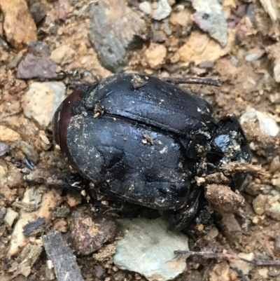 Safrina jugularis (Jugularis stag beetle) at Cotter River, ACT - 24 Jul 2022 by Tapirlord