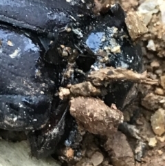 Safrina jugularis at Cotter River, ACT - 24 Jul 2022 04:42 PM