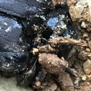 Safrina jugularis at Cotter River, ACT - 24 Jul 2022 04:42 PM