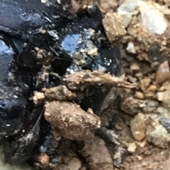 Safrina jugularis at Cotter River, ACT - 24 Jul 2022 04:42 PM