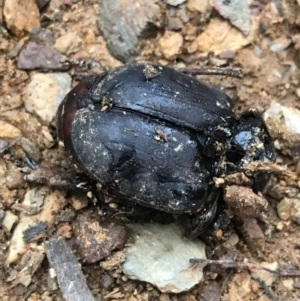 Safrina jugularis at Cotter River, ACT - 24 Jul 2022 04:42 PM