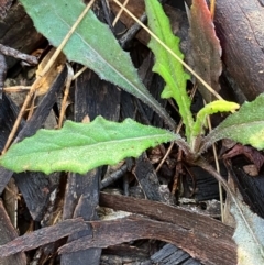 Senecio (genus) (A Fireweed) at Fentons Creek, VIC - 1 Aug 2022 by KL