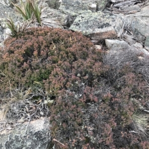 Acrotriche leucocarpa at Cotter River, ACT - 24 Jul 2022 02:44 PM