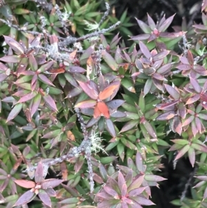 Acrotriche leucocarpa at Cotter River, ACT - 24 Jul 2022