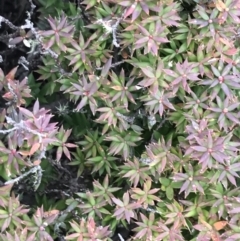 Acrotriche leucocarpa at Cotter River, ACT - 24 Jul 2022