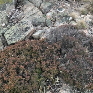 Acrotriche leucocarpa at Cotter River, ACT - 24 Jul 2022