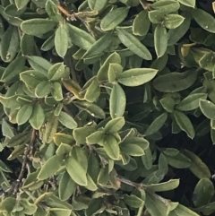 Podolobium alpestre at Cotter River, ACT - 24 Jul 2022