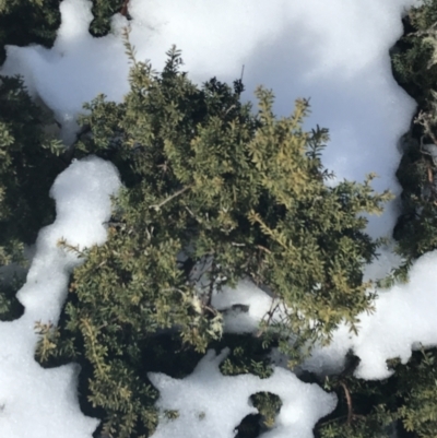 Podocarpus lawrencei (Mountain Plum Pine) at Bimberi Nature Reserve - 24 Jul 2022 by Tapirlord