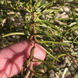 Grevillea australis at Cotter River, ACT - 24 Jul 2022