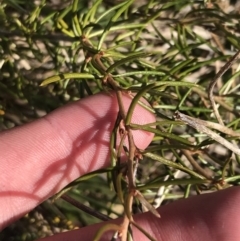 Grevillea australis at Cotter River, ACT - 24 Jul 2022