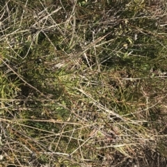 Grevillea australis at Cotter River, ACT - 24 Jul 2022