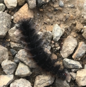 Anthelidae sp. (family) at Cotter River, ACT - 24 Jul 2022