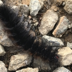 Anthelidae sp. (family) at Cotter River, ACT - 24 Jul 2022