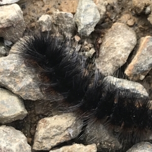 Anthelidae sp. (family) at Cotter River, ACT - 24 Jul 2022