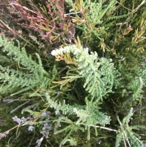 Olearia algida at Cotter River, ACT - 24 Jul 2022