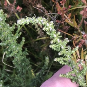 Olearia algida at Cotter River, ACT - 24 Jul 2022