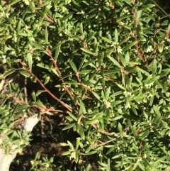 Leucopogon gelidus at Cotter River, ACT - 24 Jul 2022 by Tapirlord