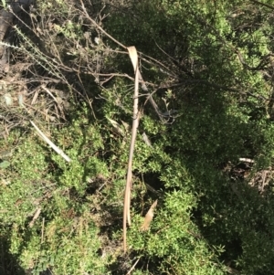 Leucopogon gelidus at Cotter River, ACT - 24 Jul 2022