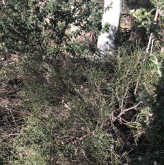 Hakea lissosperma (Needle Bush) at Cotter River, ACT - 23 Jul 2022 by Tapirlord