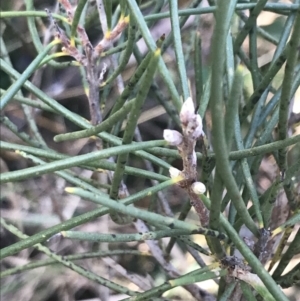 Hakea lissosperma at Cotter River, ACT - 24 Jul 2022