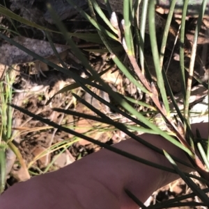 Hakea lissosperma at Cotter River, ACT - 24 Jul 2022