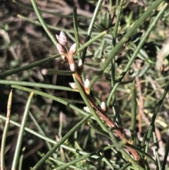 Hakea lissosperma at Cotter River, ACT - 24 Jul 2022