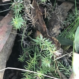 Asperula scoparia at Cotter River, ACT - 24 Jul 2022