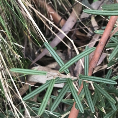 Hovea asperifolia subsp. asperifolia (Rosemary Hovea) at Cotter River, ACT - 23 Jul 2022 by Tapirlord