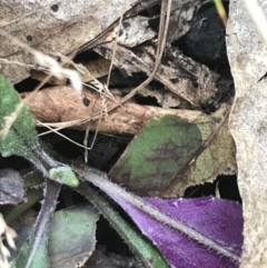 Senecio prenanthoides at Cotter River, ACT - 24 Jul 2022 08:20 AM