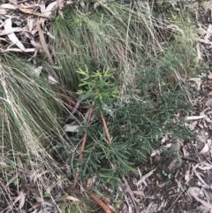 Senecio prenanthoides at Cotter River, ACT - 24 Jul 2022