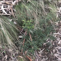 Senecio prenanthoides at Cotter River, ACT - 24 Jul 2022 08:20 AM
