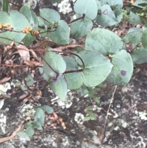 Veronica perfoliata at Cotter River, ACT - 24 Jul 2022