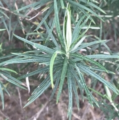 Cassinia longifolia at Cotter River, ACT - 24 Jul 2022 08:12 AM