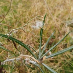 Senecio quadridentatus (Cotton Fireweed) at Molonglo Valley, ACT - 23 Jul 2022 by sangio7