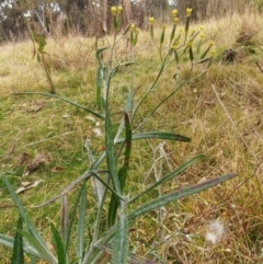 Senecio quadridentatus at Molonglo Valley, ACT - 23 Jul 2022 02:48 PM