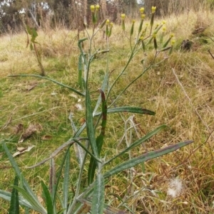 Senecio quadridentatus at Molonglo Valley, ACT - 23 Jul 2022 02:48 PM