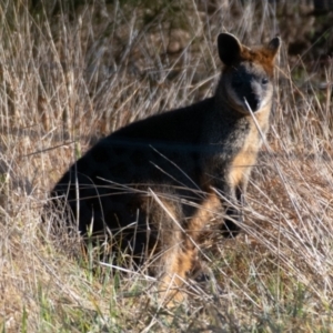 Wallabia bicolor at Yass, NSW - 29 Jul 2022