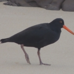 Haematopus fuliginosus (Sooty Oystercatcher) at Merimbula, NSW - 18 Jul 2020 by michaelb